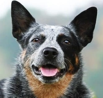 Dog Lovers Gel Pen - Australian Cattle Dog